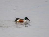 Löffelente Männchen